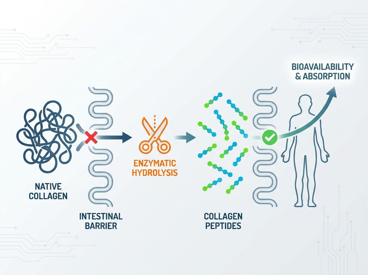 what are collagen peptides